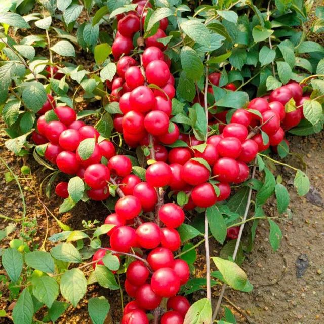🍒Cerasus Humilis & Calcium Fruit Seeds