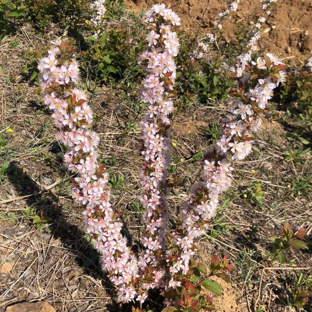 🍒Cerasus Humilis & Calcium Fruit Seeds
