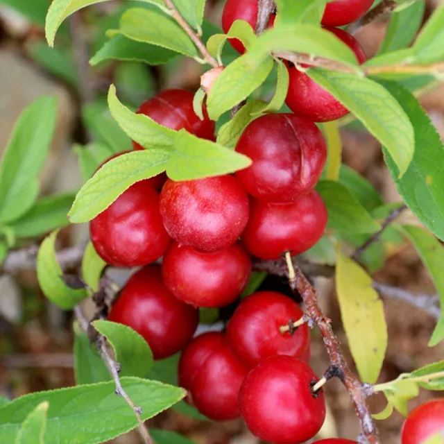 🍒Cold-resistant Cerasus Humilis & Calcium Fruit Seeds