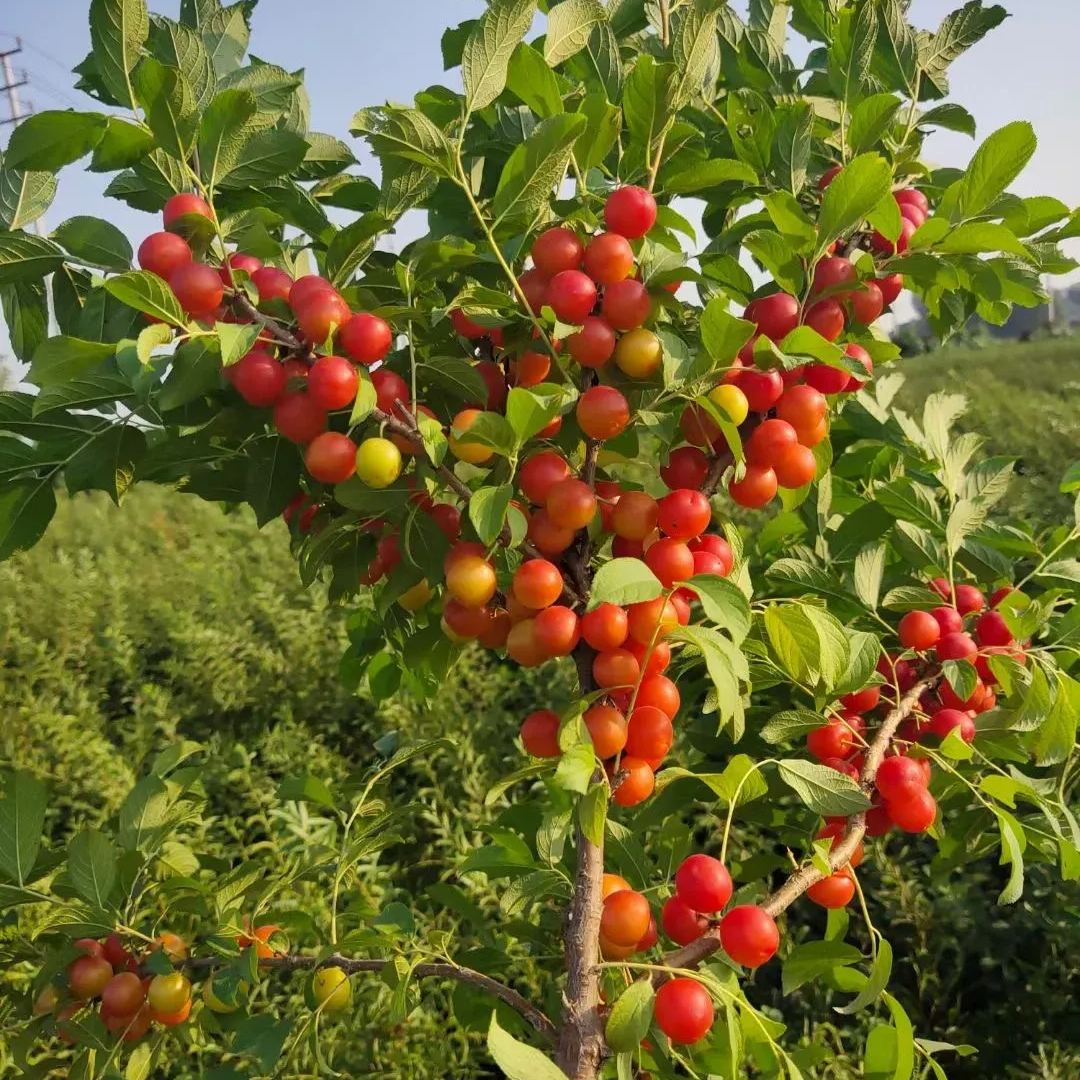 🍒Cold-resistant Cerasus Humilis & Calcium Fruit Seeds