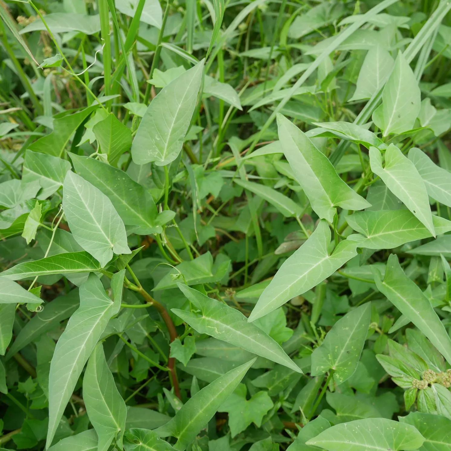 Large Water Spinach Seeds,, Kangkong Seeds, Ong Choy Seeds