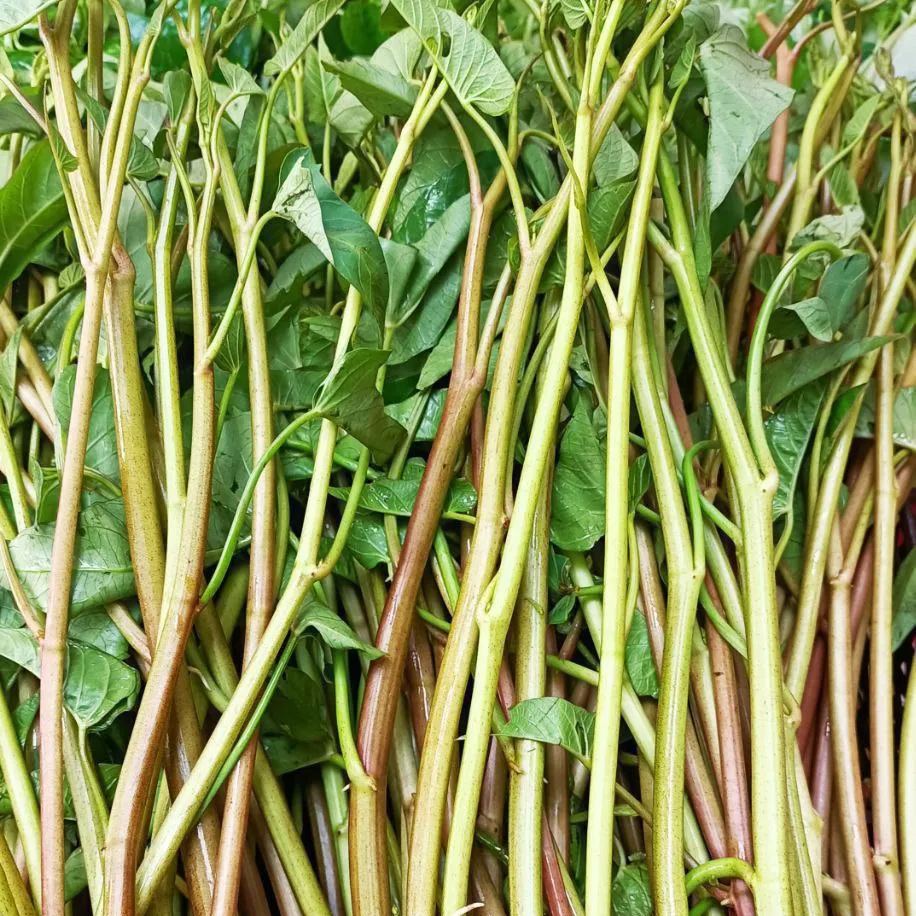 Large Water Spinach Seeds,, Kangkong Seeds, Ong Choy Seeds