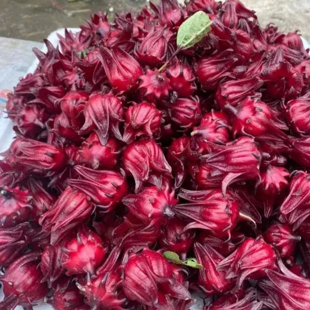 Roselle Hibiscus Seeds, Hibiscus Sabdariffa Seeds