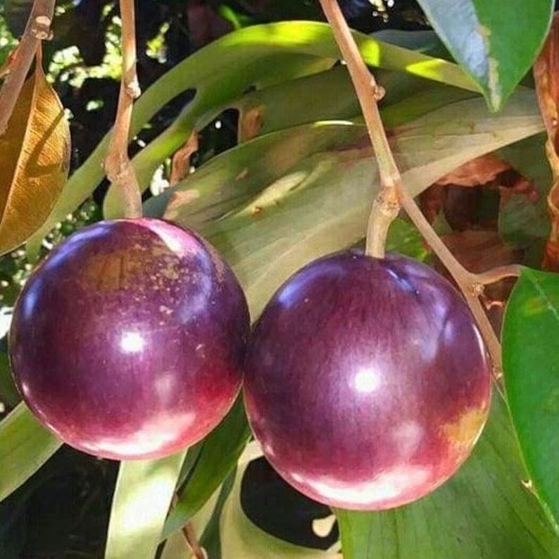 Cherimoya Fruit ( Star Apple / Milk Fruit ) Tree Seeds