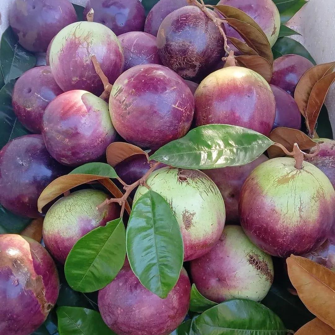 Cherimoya Fruit ( Star Apple / Milk Fruit ) Tree Seeds