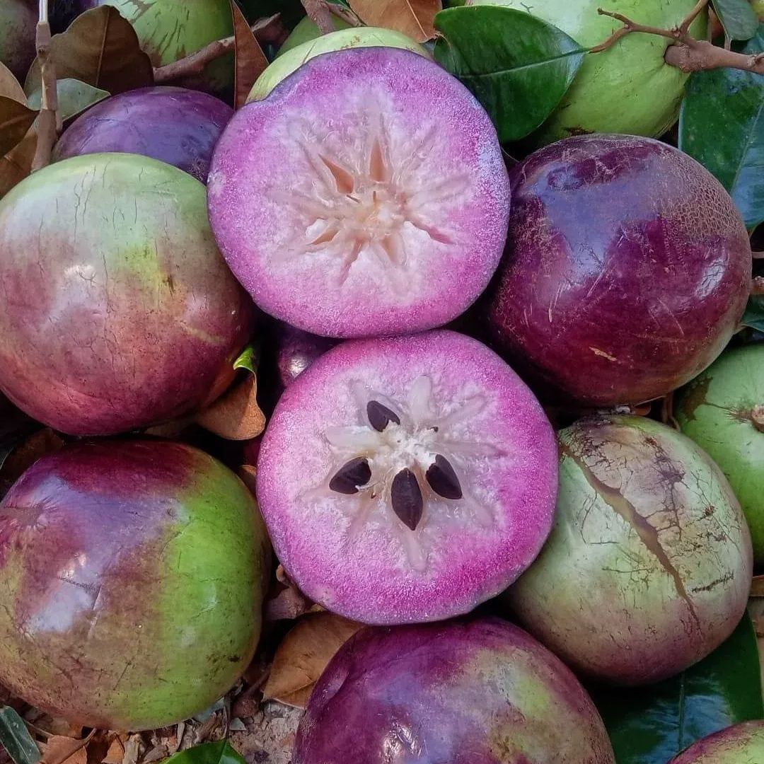 Cherimoya Fruit ( Star Apple / Milk Fruit ) Tree Seeds