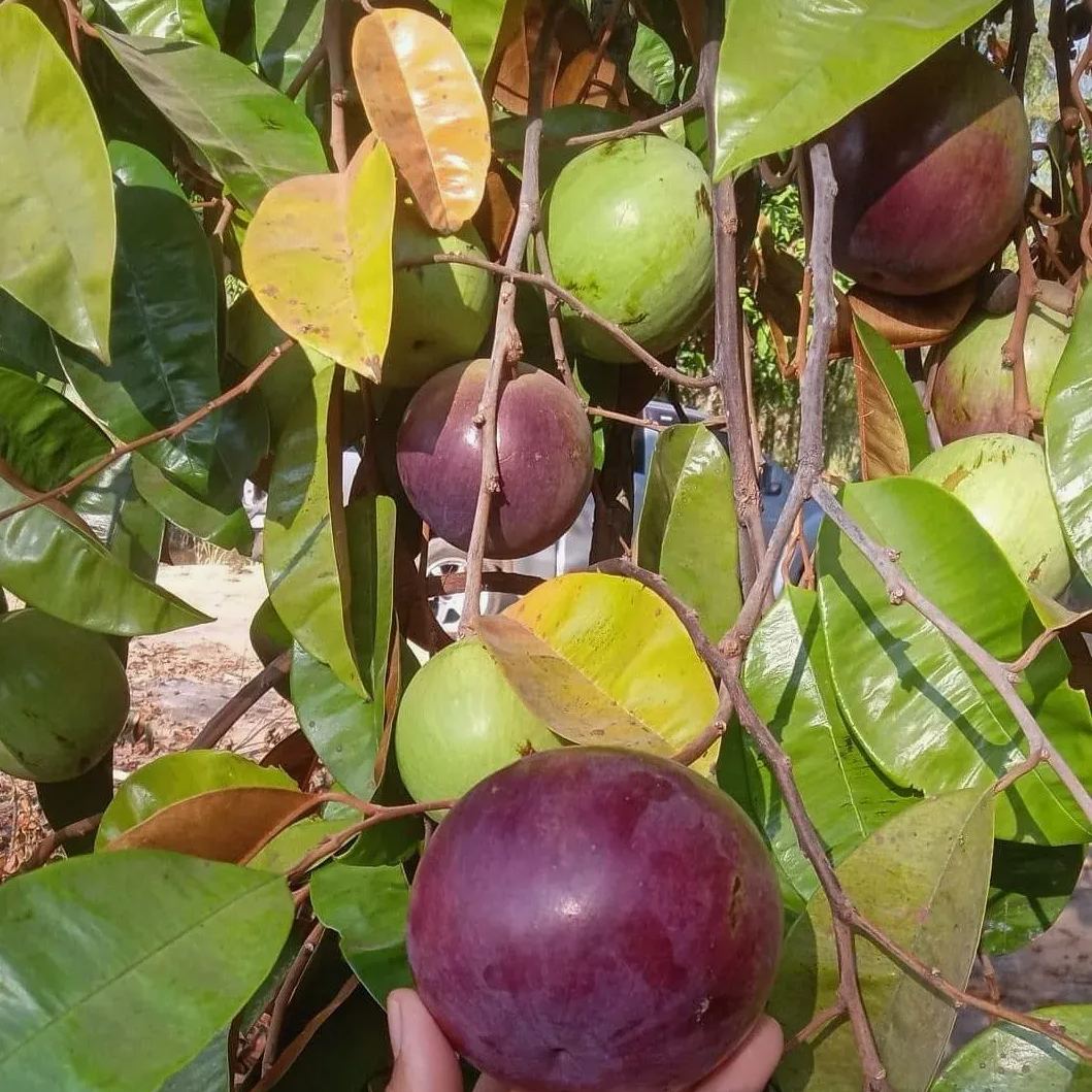 Cherimoya Fruit ( Star Apple / Milk Fruit ) Tree Seeds