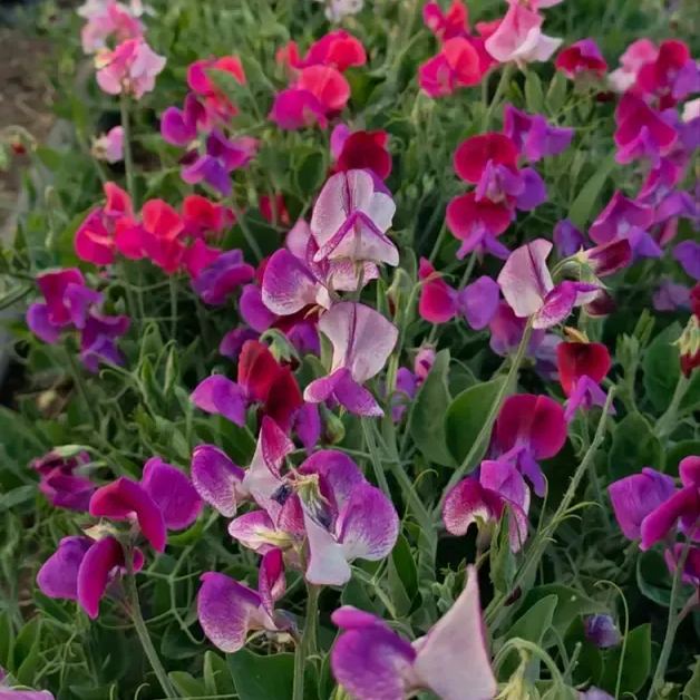 Sweet Pea Flower Seeds 🌸