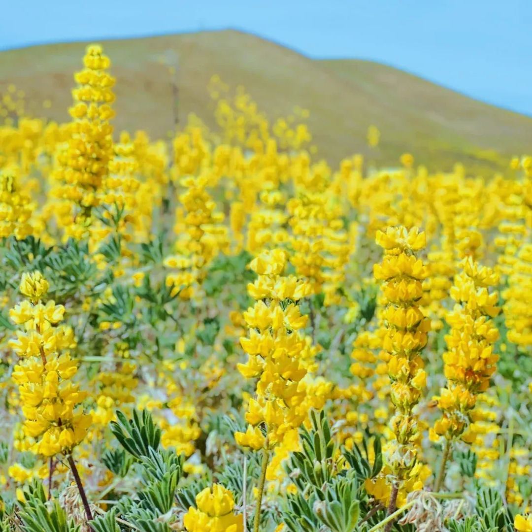 Russell Lupine Seeds