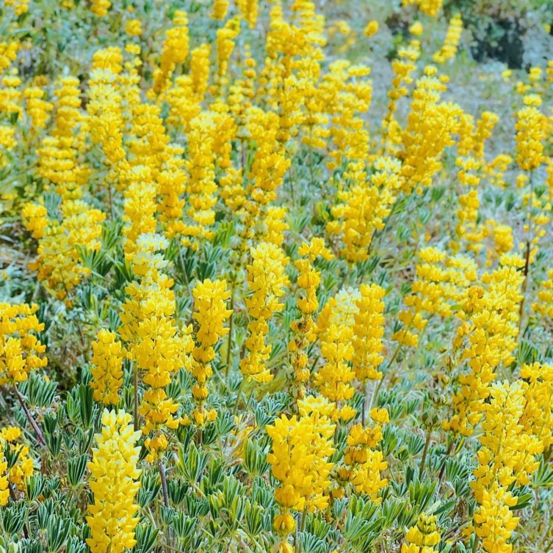 Russell Lupine Seeds
