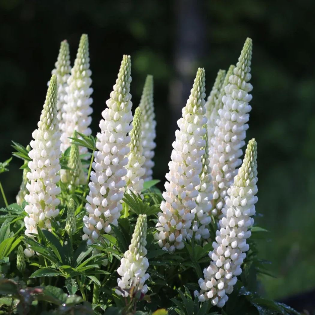 Russell Lupine Seeds