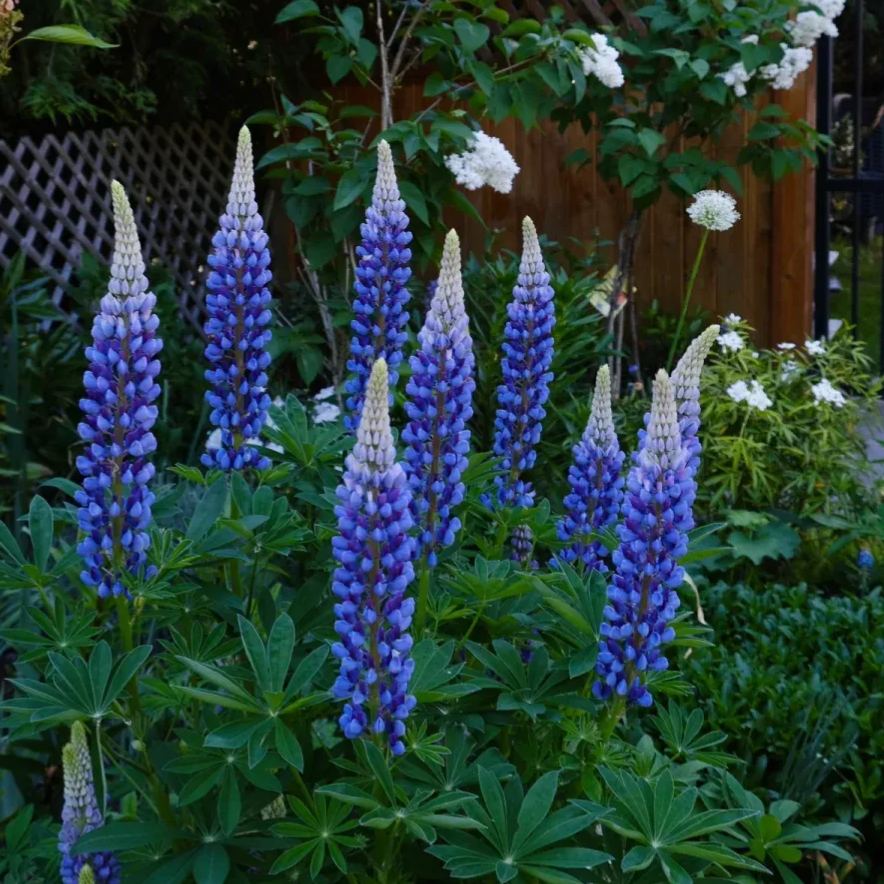 Russell Lupine Seeds