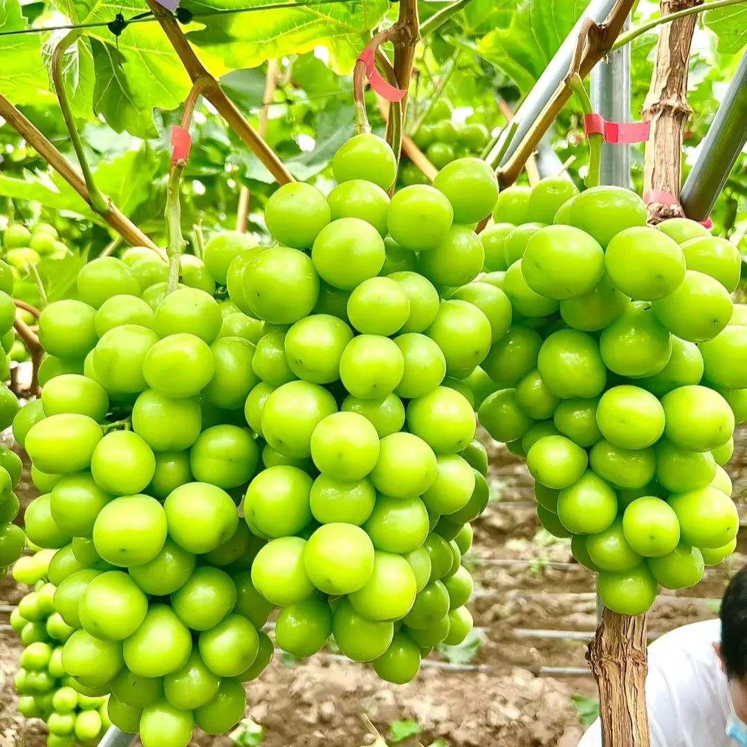 🍇Shine Muscat Grape Seeds