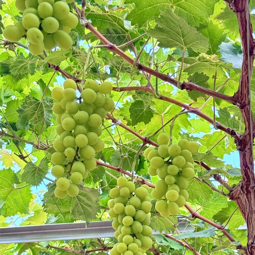 🍇Shine Muscat Grape Seeds