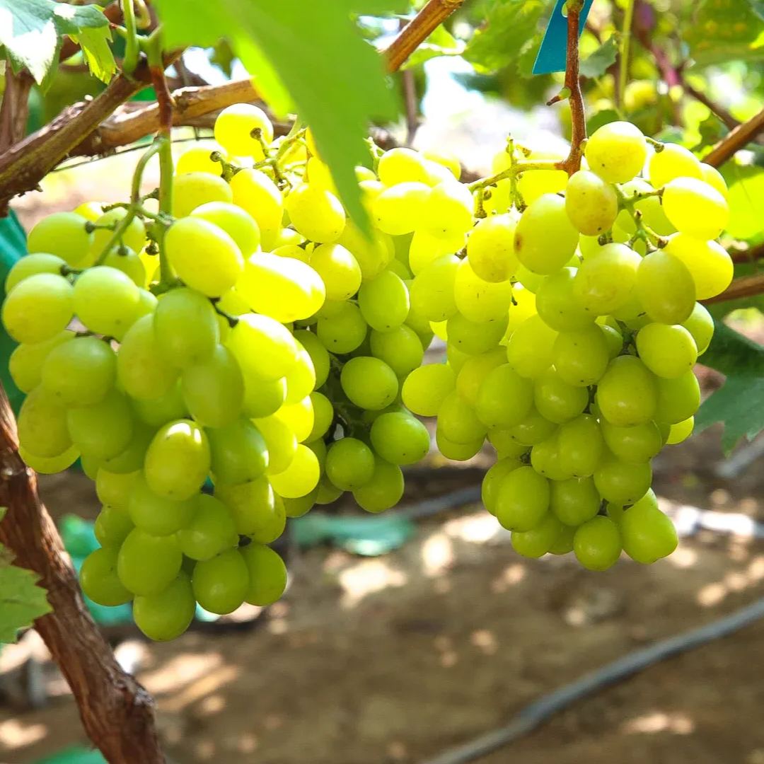 🍇Shine Muscat Grape Seeds