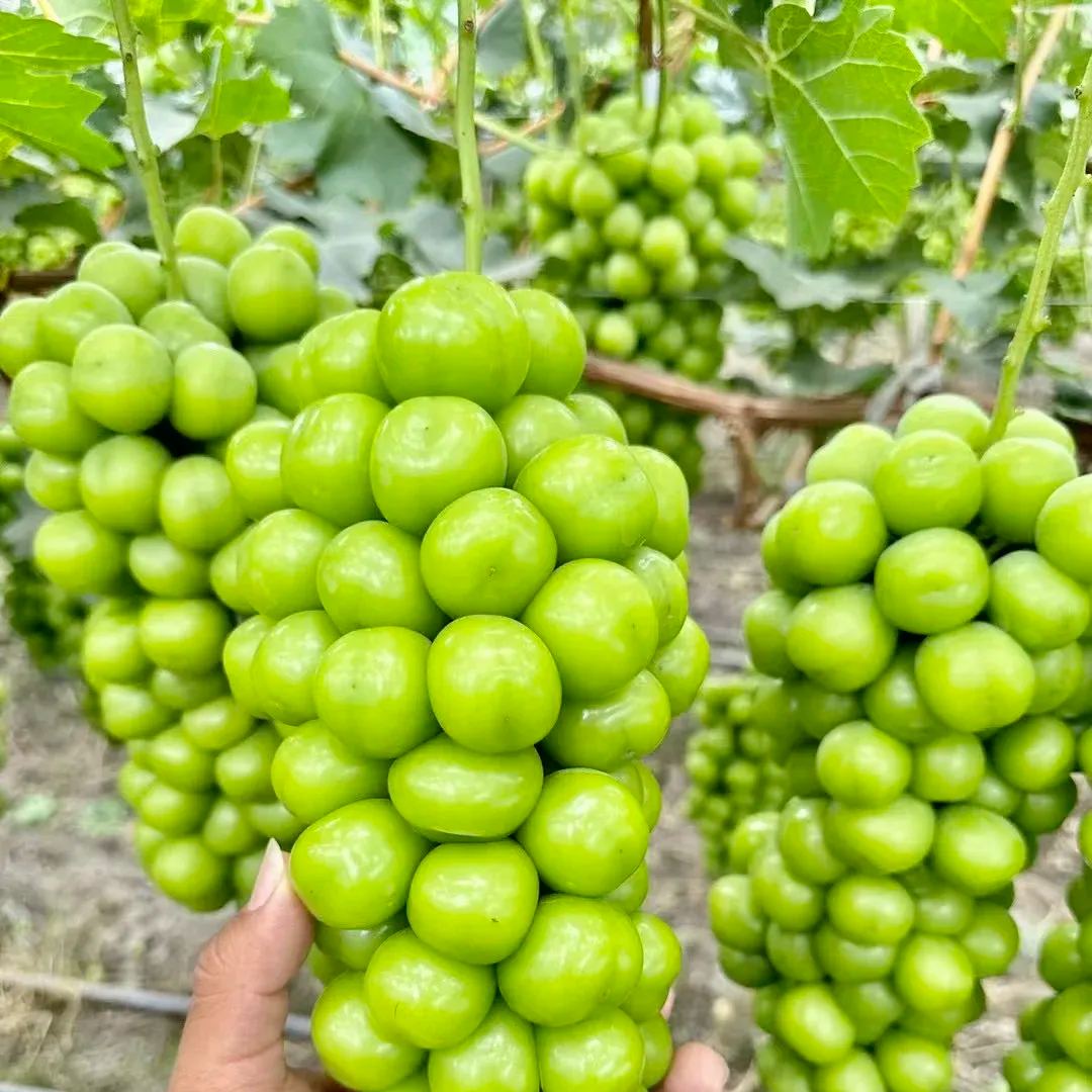 🍇Shine Muscat Grape Seeds