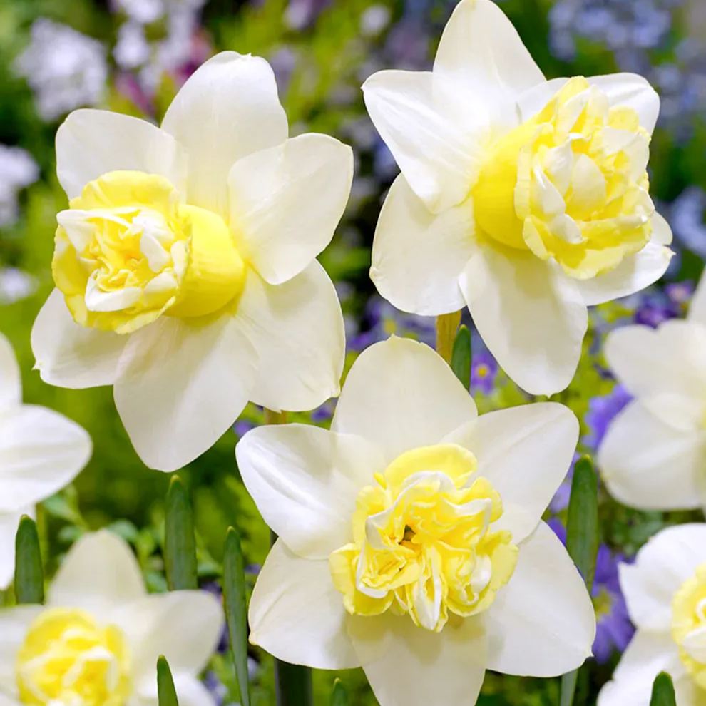 Perennial Daffodil Bulbs