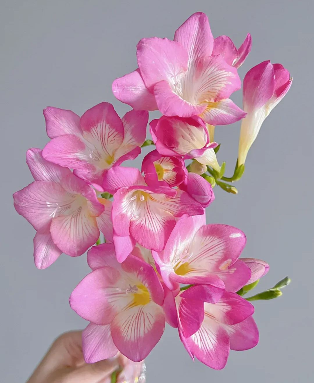 Freesia Bulbs-A Burst of Color & Fragrance! 🌸