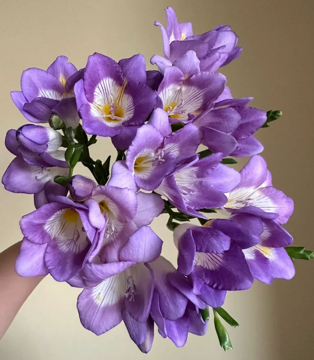 Freesia Bulbs-A Burst of Color & Fragrance! 🌸