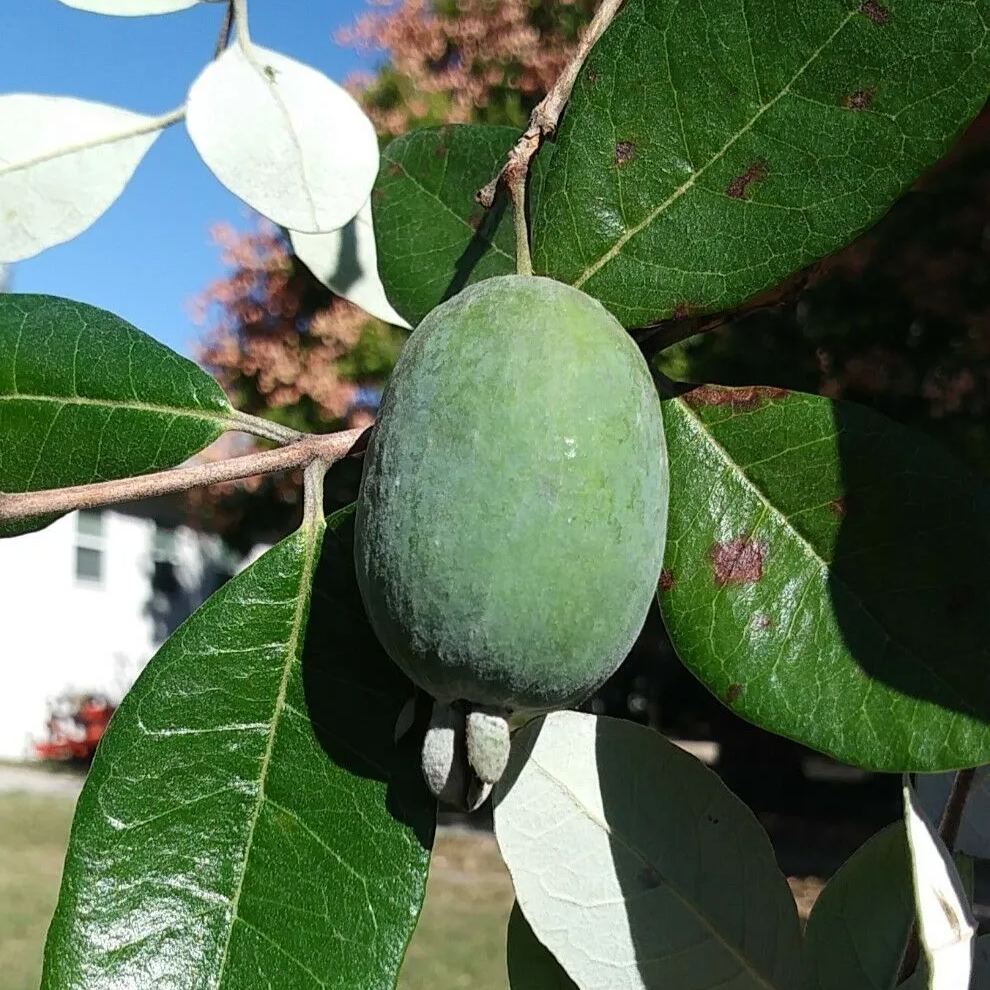 Feijoa Tree Seeds