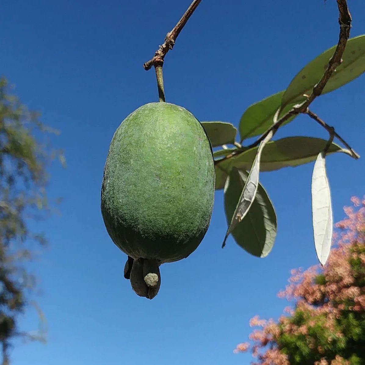 Feijoa Tree Seeds