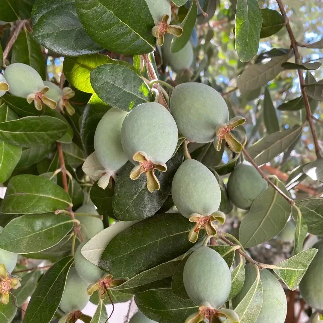Feijoa Tree Seeds