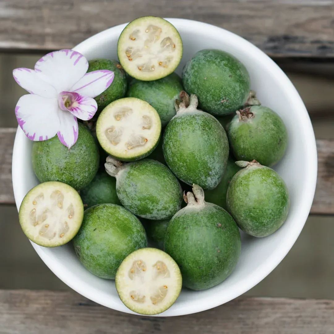 Feijoa Tree Seeds