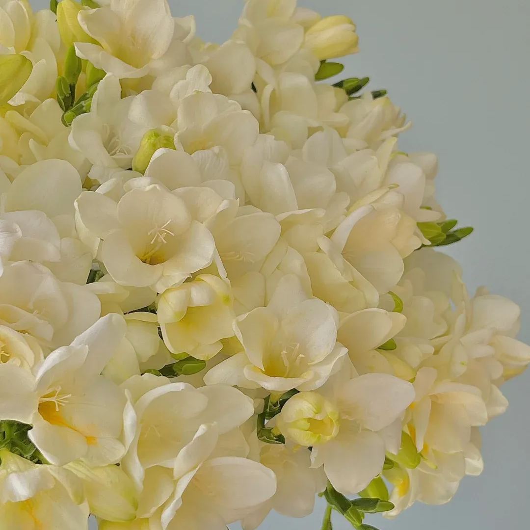 Freesia Bulbs-A Burst of Color & Fragrance! 🌸