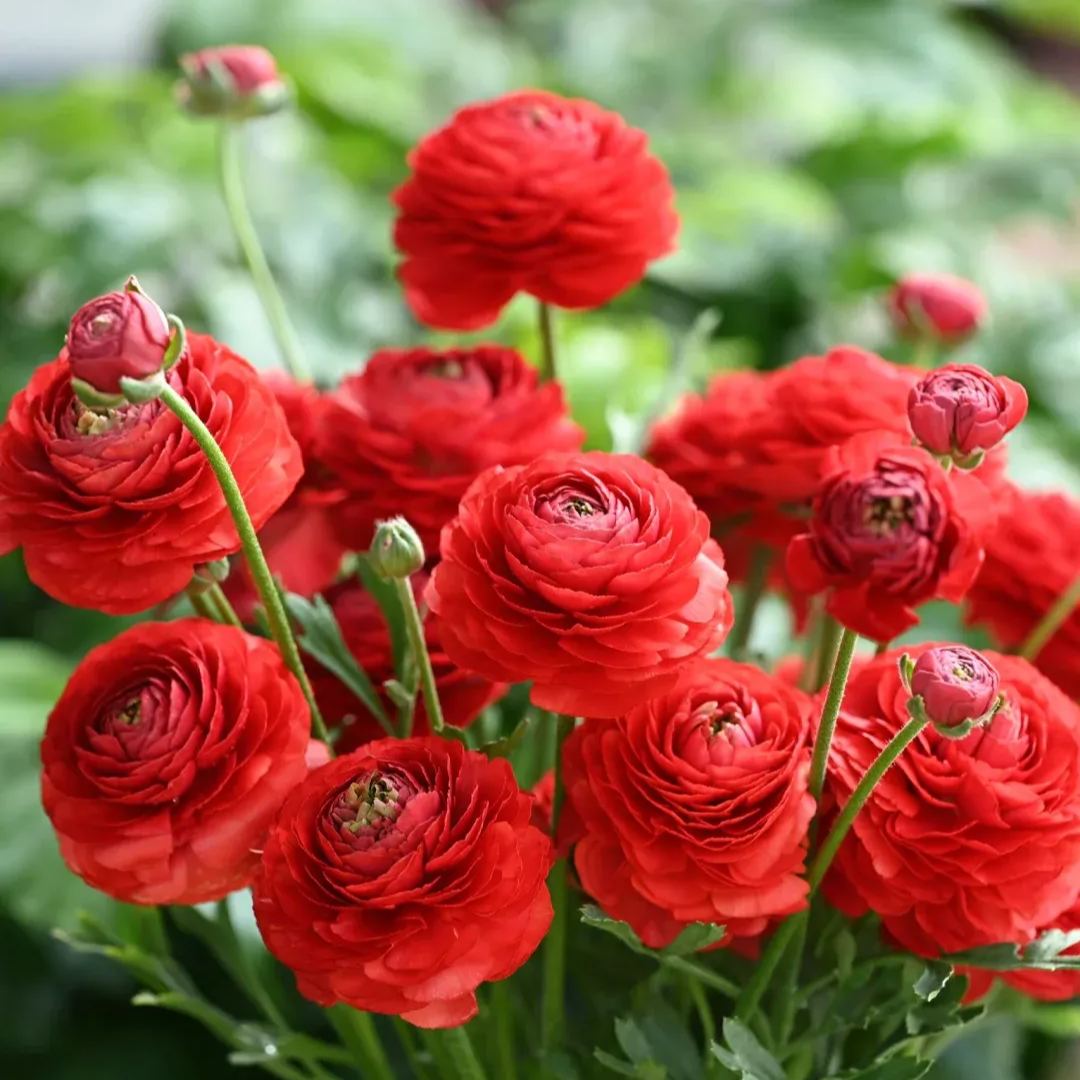 Rare Buttercup Bulbs