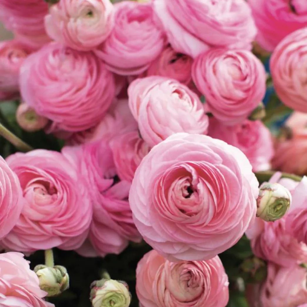 Rare Buttercup Bulbs