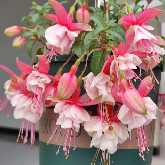 🧚‍♀️Fuchsia Flower Seeds-The fairy flower