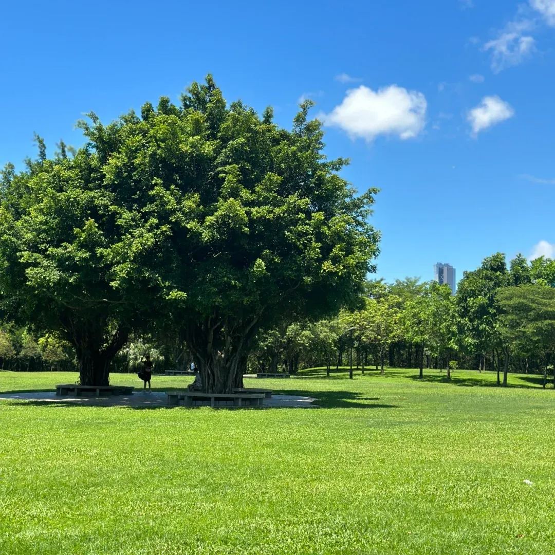Tall Fescue Grass Seeds