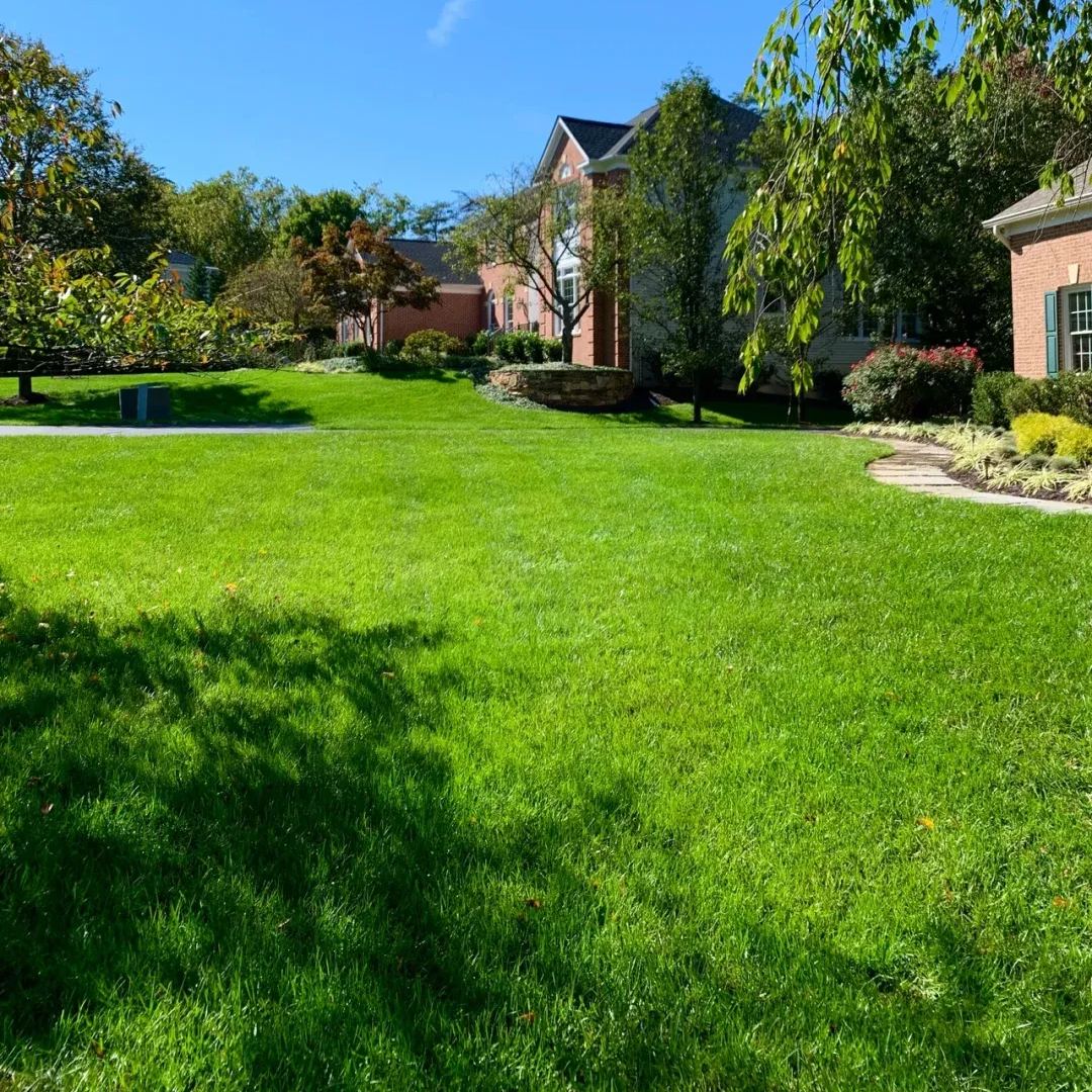 Tall Fescue Grass Seeds