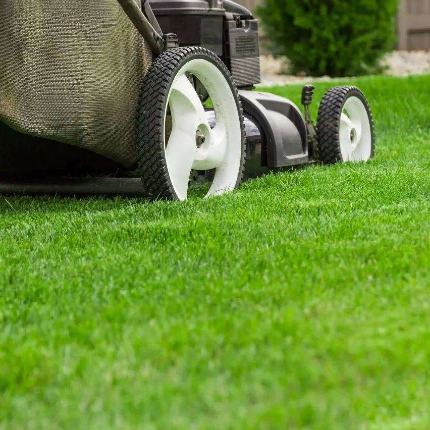 Tall Fescue Grass Seeds