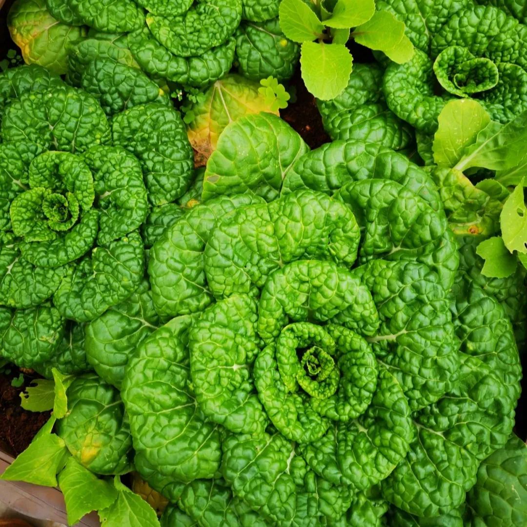 Brassica Narinosa Seeds❄️Cold Resistance