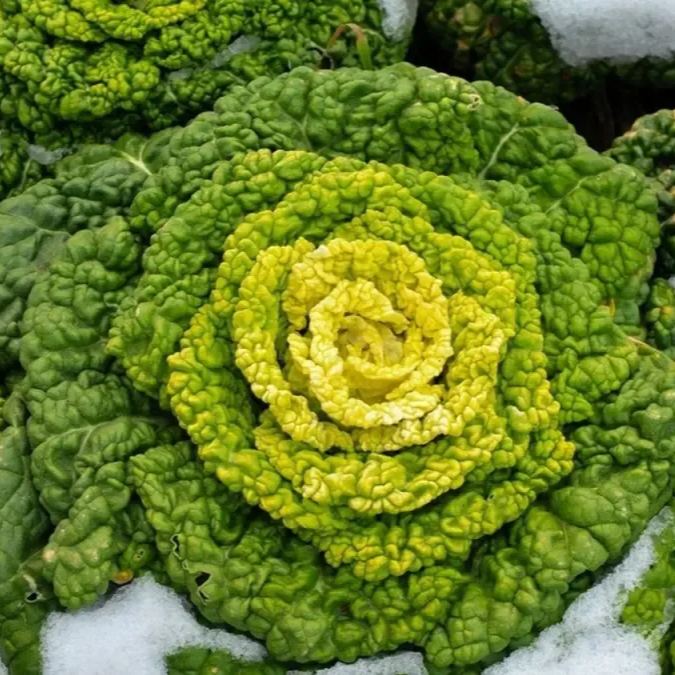 Brassica Narinosa Seeds❄️Cold Resistance