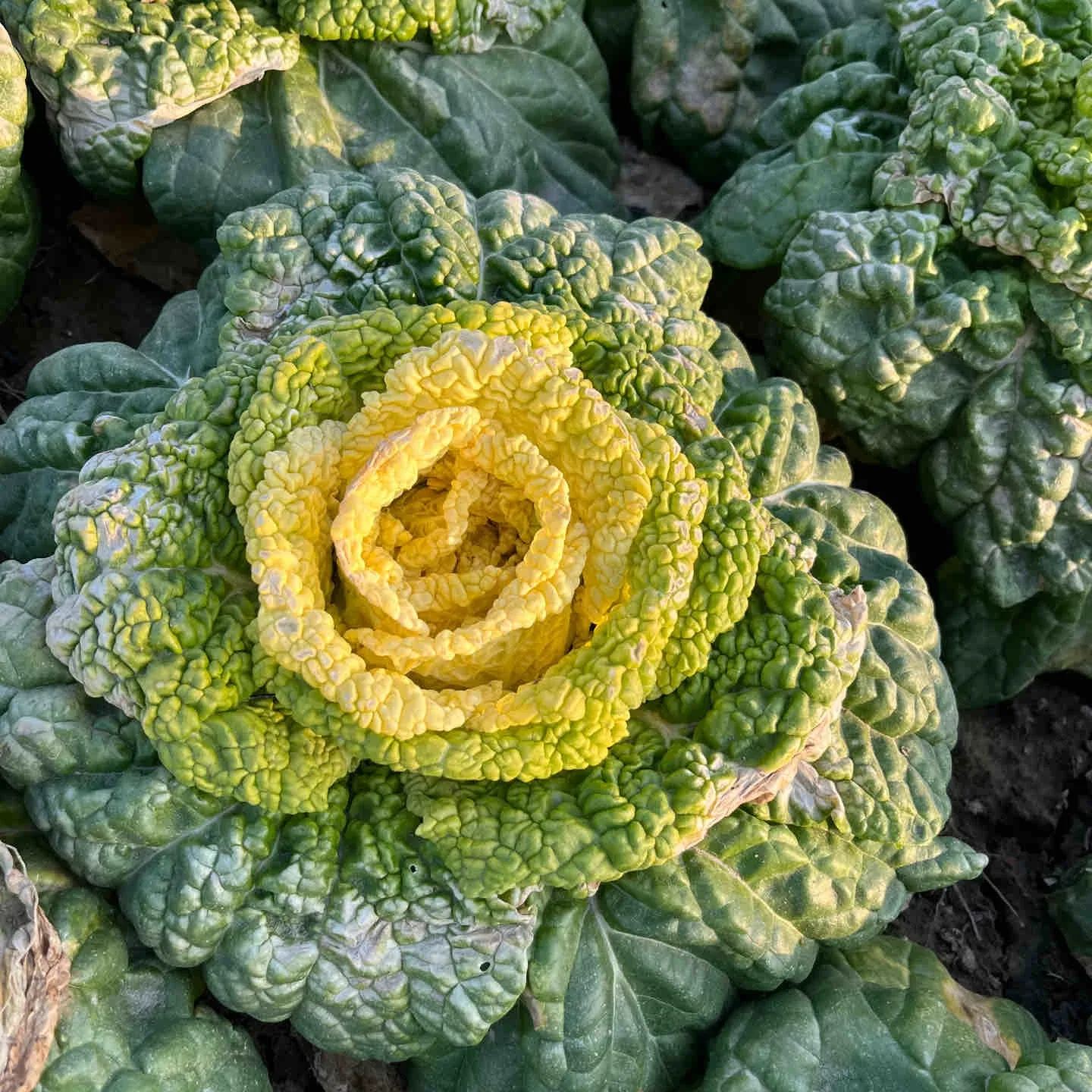 Brassica Narinosa Seeds❄️Cold Resistance