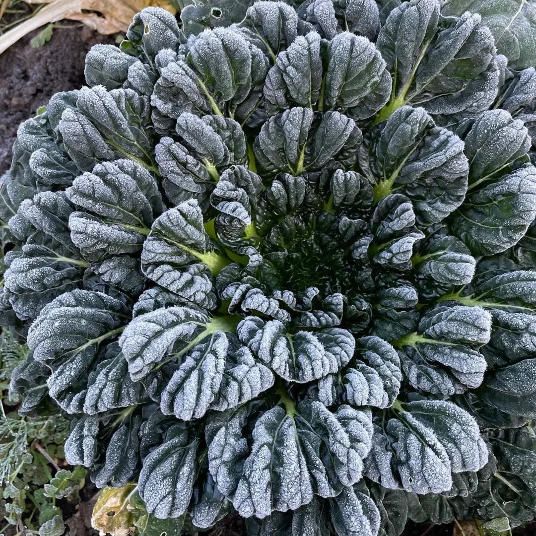 Brassica Narinosa Seeds❄️Cold Resistance