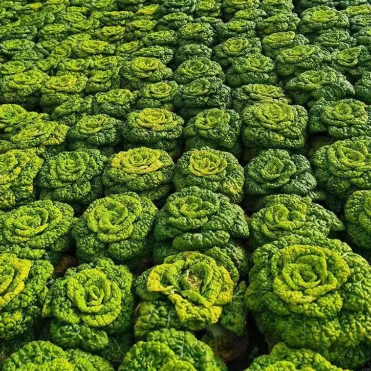 Brassica Narinosa Seeds❄️Cold Resistance