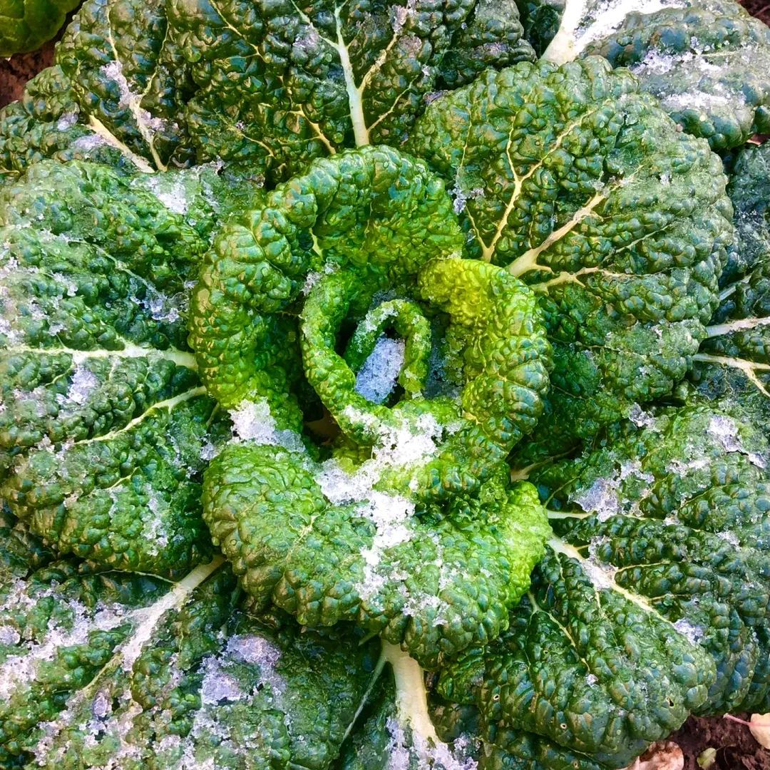 Brassica Narinosa Seeds❄️Cold Resistance