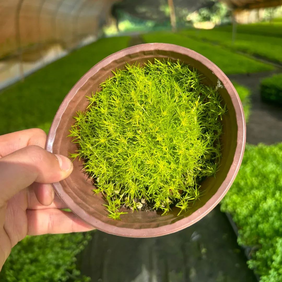 Irish Pearlgrass Seeds