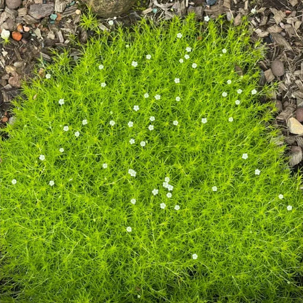 Irish Pearlgrass Seeds