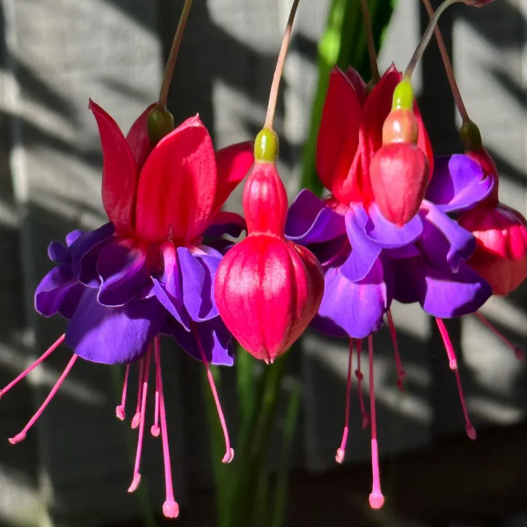🧚‍♀️Fuchsia Flower Seeds-The fairy flower
