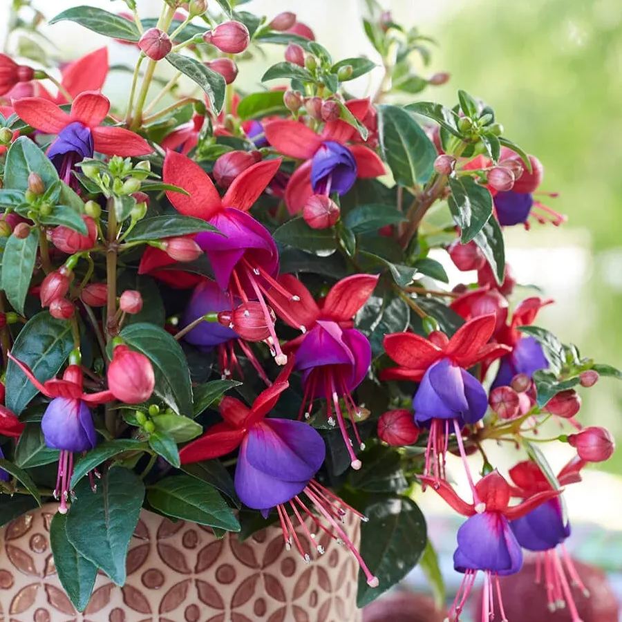 🧚‍♀️Fuchsia Flower Seeds- The fairy flower