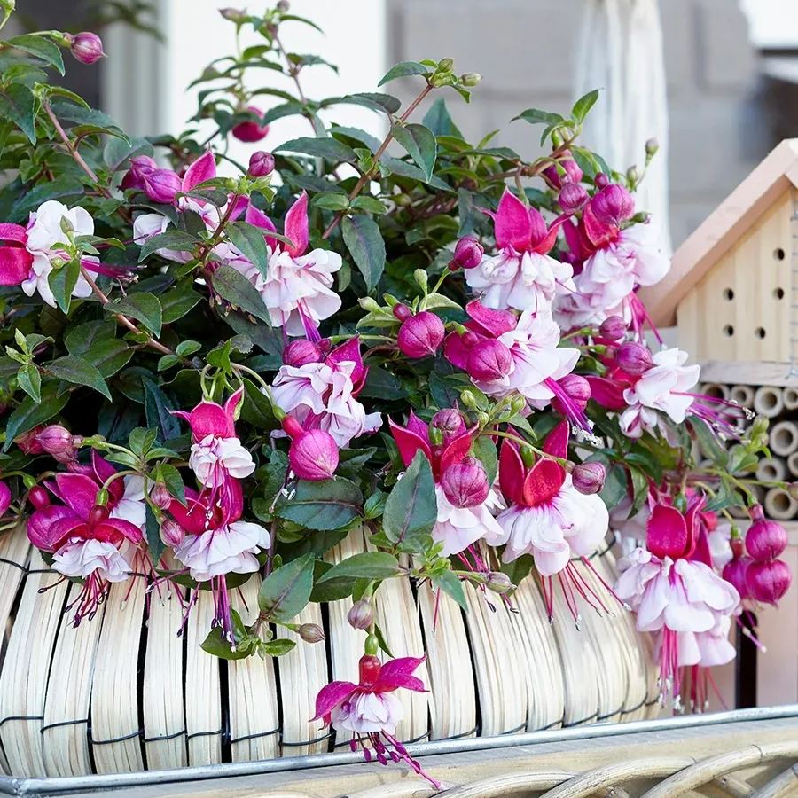 🧚‍♀️Fuchsia Flower Seeds- The fairy flower