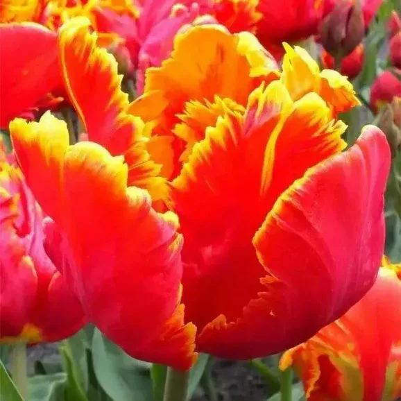 🌷Double  Feather Tulips Bulbs