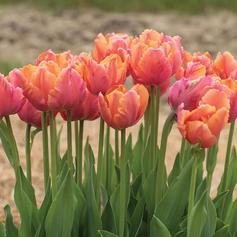 🌷Double  Feather Tulips Bulbs