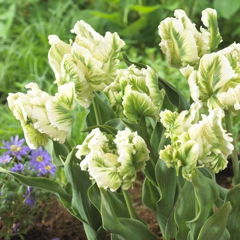 🌷Double  Feather Tulips Bulbs