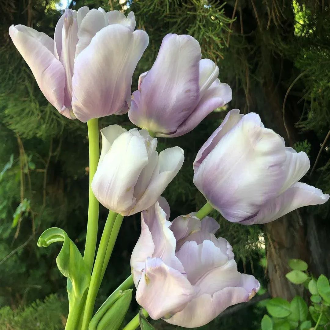 🌷Double  Feather Tulips Bulbs