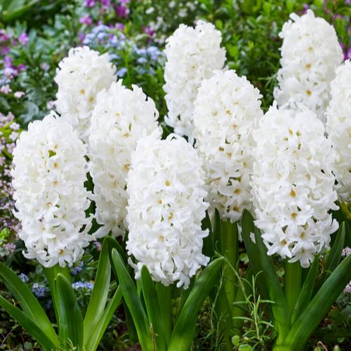 Mix Hyacinth Bulbs